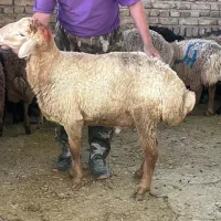 گوسفند در حضور مشتری