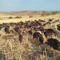 حیوانات ومزرعه|حیوانات مزرعه|کاغذکنان, |دیوار