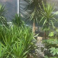 حراج گل گیاه به مدت محدود|گل و گیاه طبیعی|مشهد, هفت تیر (حافظ)|دیوار