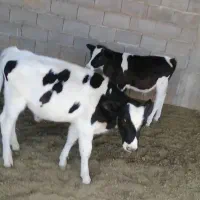 گوساله نر گاو نوبر تلیسه