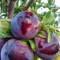 فروش انواع نهال های خاص|خدمات باغبانی و درختکاری|زنجان, |دیوار