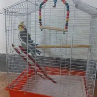 عروس هلندی نر