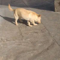 واگذاری