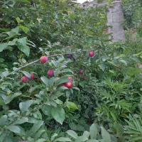 ۲۰۰متر زمین باغی مسکونی|فروش زمین و ملک کلنگی|مینودشت, |دیوار