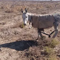 الاغ ماده حامله