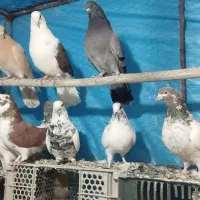 کبوتر|پرنده|سامن, |دیوار