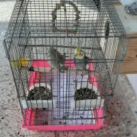 عروس هلندی|پرنده|تالش, جوکندان|دیوار