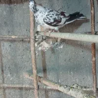 کبوتر کلاغی دم سفید ماده