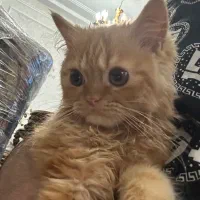 گربه پرشین  ۵ ماهه