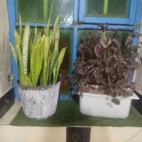گل طبیعی|گل و گیاه طبیعی|دهدشت, |دیوار