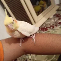 عروس هلندی مولد|پرنده|مهاباد (آذربایجان غربی), |دیوار