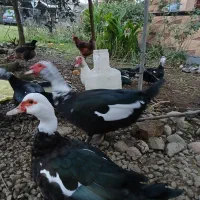 اردک اسرائیلی