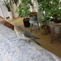 عروس هلندی|پرنده|مشهد, فارغ التحصیلان|دیوار