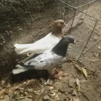 کبوتر