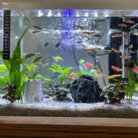 آکواریوم پلنت گیاه طبیعی با ۴۲ عدد ماهی