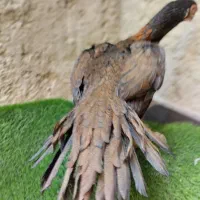 اوشامو گردن ویبره هندی نوک طوطی دم تاووسی|حیوانات مزرعه|بهارستان, |دیوار