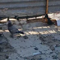 گمشده|اشیا|کاشان, امام خمینی|دیوار