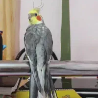 عروس هلندی گمشده محدوده کامکار دگران