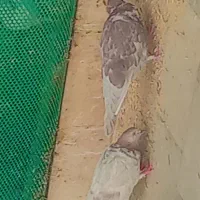 کفتر پرشی خوشگل|پرنده|بروجن, |دیوار