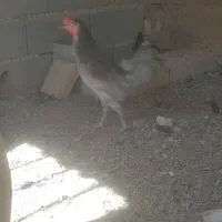 خروس گلین طوسی