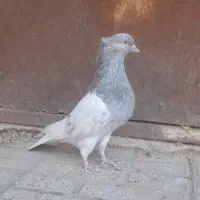 کله الماسی ماده