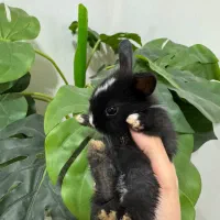 خرگوش نیمه لوپ|موش و خرگوش|خمام, |دیوار