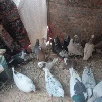 کفترفروشی|پرنده|سلیمان, |دیوار