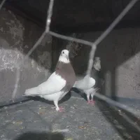 کبوتر|پرنده|بوئین زهرا, |دیوار