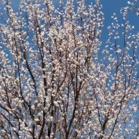 هرس درختان خودرابه مابسپارید