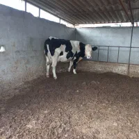 ۲راس گاوشکم اول گوساله دار|حیوانات مزرعه|بندر ترکمن, |دیوار