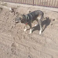 فریمان|سگ|فریمان, |دیوار