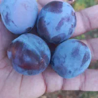 فروش ۵۰ کیلو آلو شمس