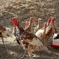 بوقلمون بوربون|حیوانات مزرعه|کلاترزان, |دیوار