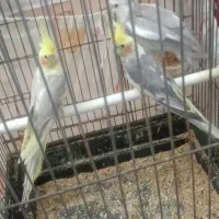 سه عدد عروس ۱۶۵۰همه به شرط تخم جوجه