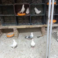 کبوترپرشی سه جفت نروماده