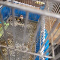 سهره نر سنندجی جوجه سال