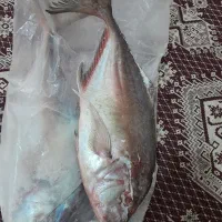 ماهی جش تازه