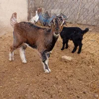 فروش بزترکی