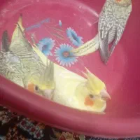 دو تا جوجه عروس هلندی|پرنده|کرج, ملک‌آباد|دیوار