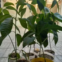 نهال انبه