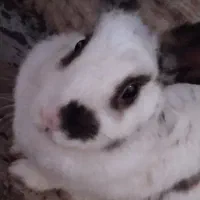 خرگوش نیمه لوپ|موش و خرگوش|سبزوار, رضوی|دیوار