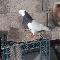 کبوتر طوقی|پرنده|چهاربرج, |دیوار