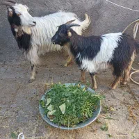 بز بابزغاله نر