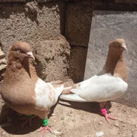 کبوتر سینه زرد