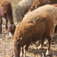 گوسفند ها گم شدن هرکس خبری دار یا چیزی لطفاًبگ|حیوانات|آزادشهر, |دیوار