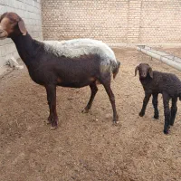 گوسفند بره دار