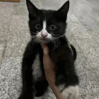 واگذاری بچه‌گربه‌ رایگان