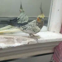 پرنده جفت عروس هلندی مرغ عشق قناری فنچ|پرنده|تربت جام, اسماعیل آباد|دیوار