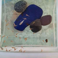 فروش ویژه ماهی آکواریومی|ماهی|مهاباد (آذربایجان غربی), |دیوار