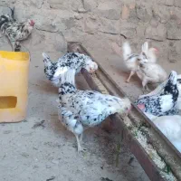 تخم مرغ گلین وخروس گلین|حیوانات مزرعه|گچی, |دیوار